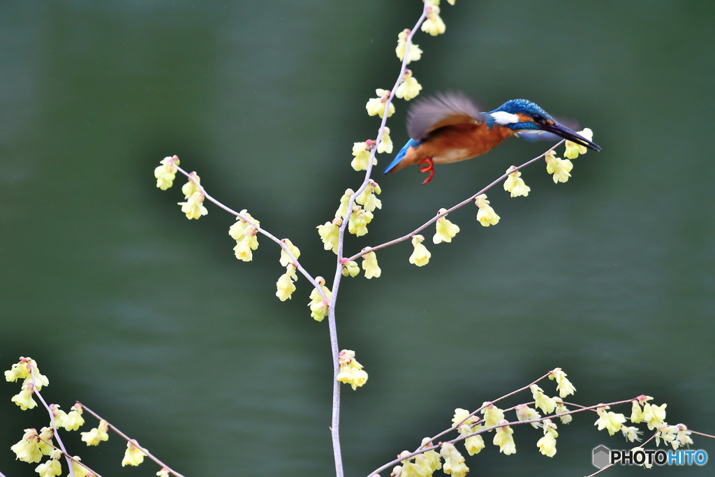 日向ミズキとカワセミ