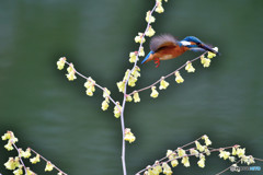 日向ミズキとカワセミ