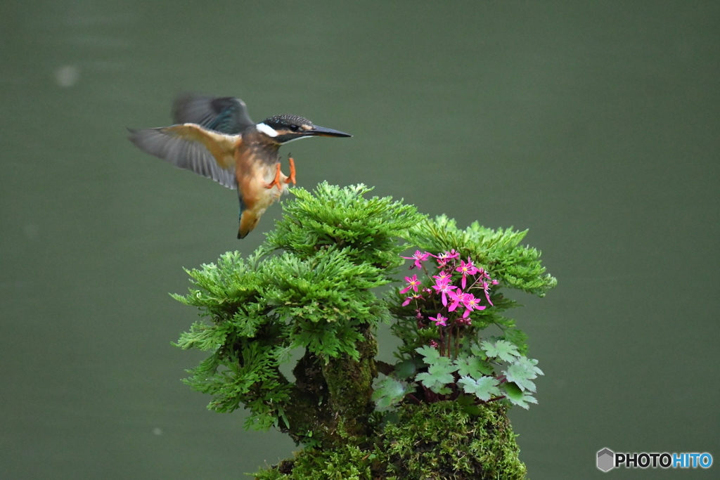 岩松とカワセミ