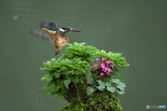 岩松とカワセミ