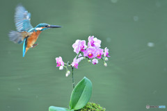 胡蝶蘭とカワセミ