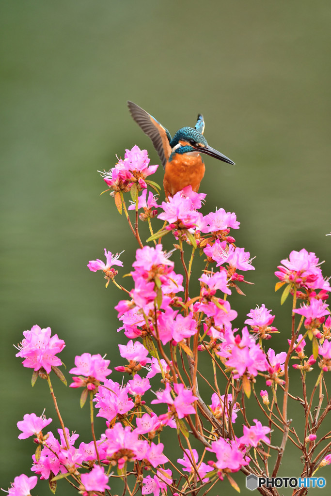 吉野ツツジとカワセミ