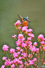 吉野ツツジとカワセミ