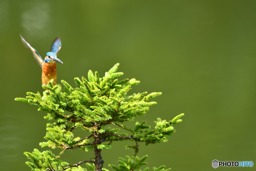 エゾマツとカワセミ