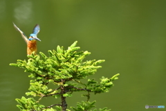 エゾマツとカワセミ