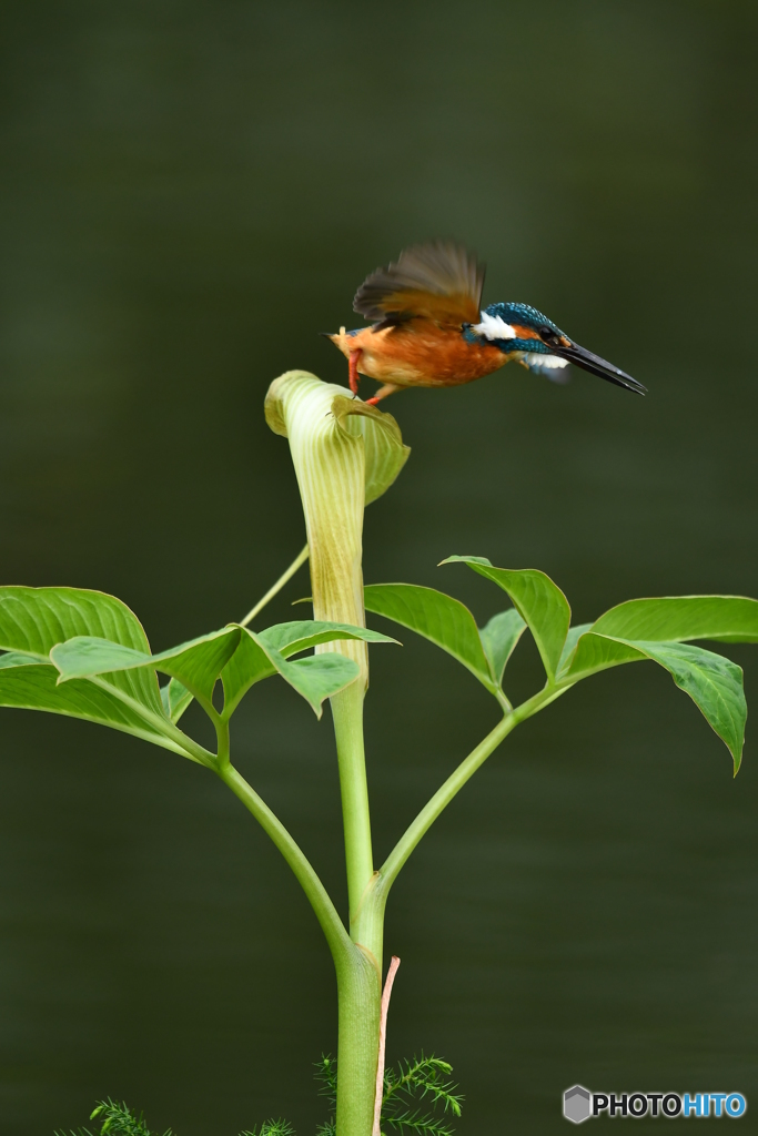 マムシグサとカワセミ