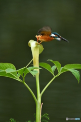 マムシグサとカワセミ