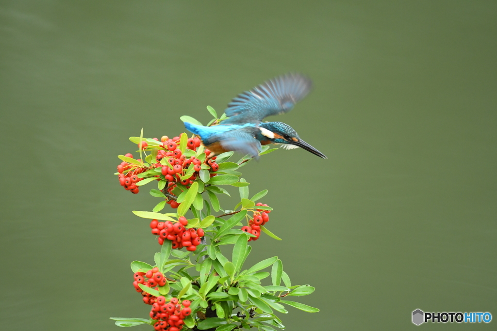 ピラカンサとカワセミ