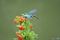 ピラカンサとカワセミ