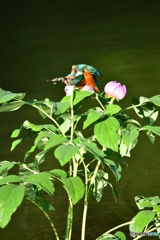 シャクヤクとカワセミ