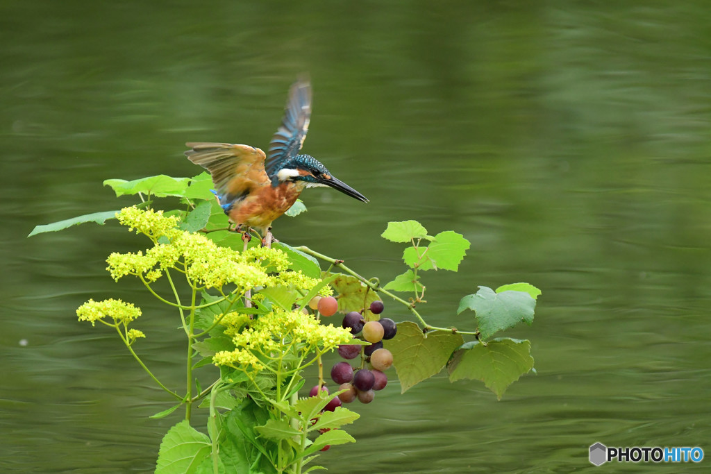 葡萄とカワセミ
