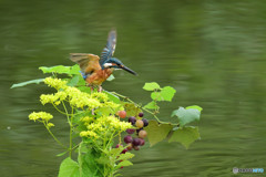 葡萄とカワセミ