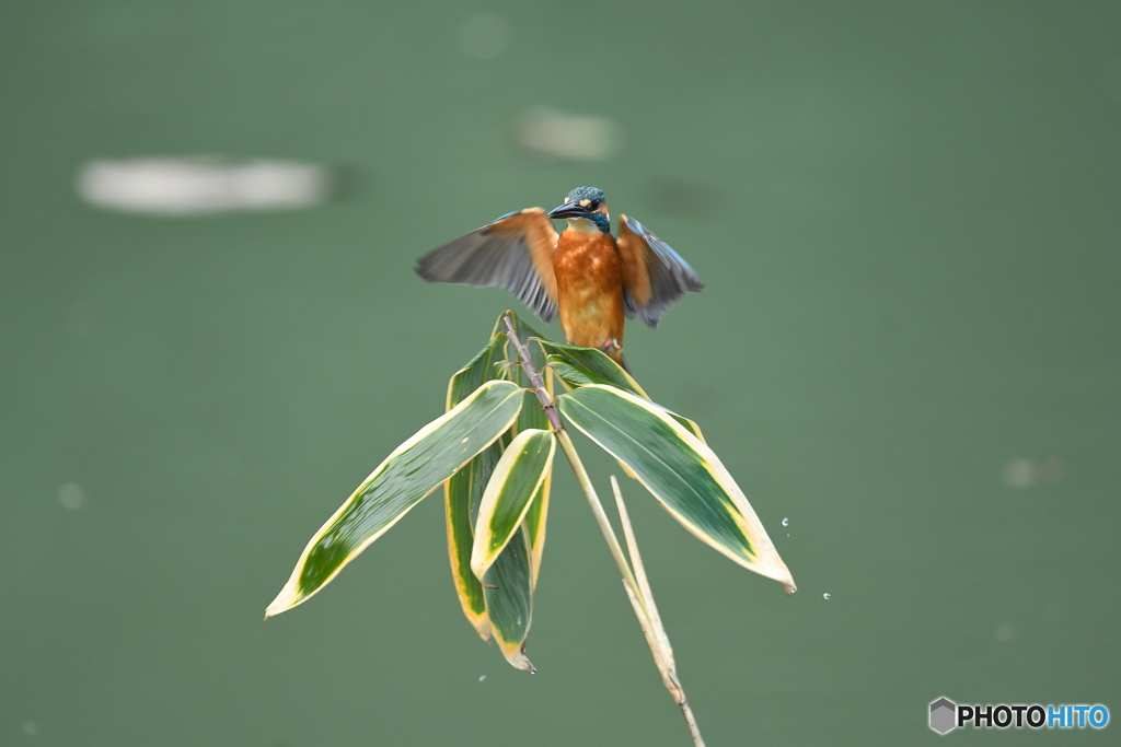 クマザサとカワセミ
