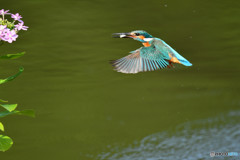 アジサイとカワセミ