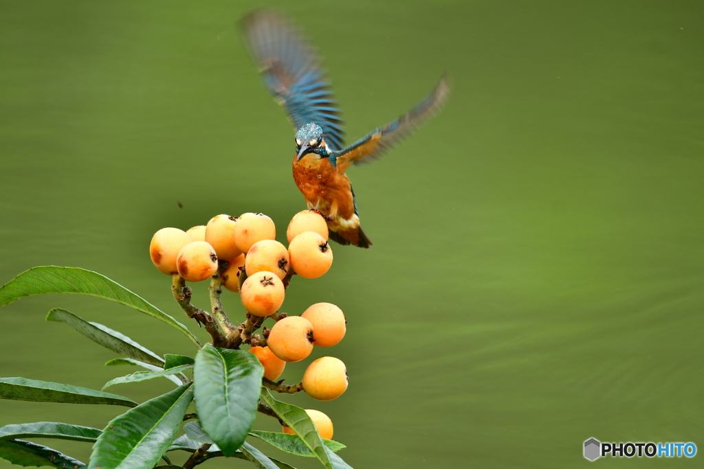 ビワとカワセミ