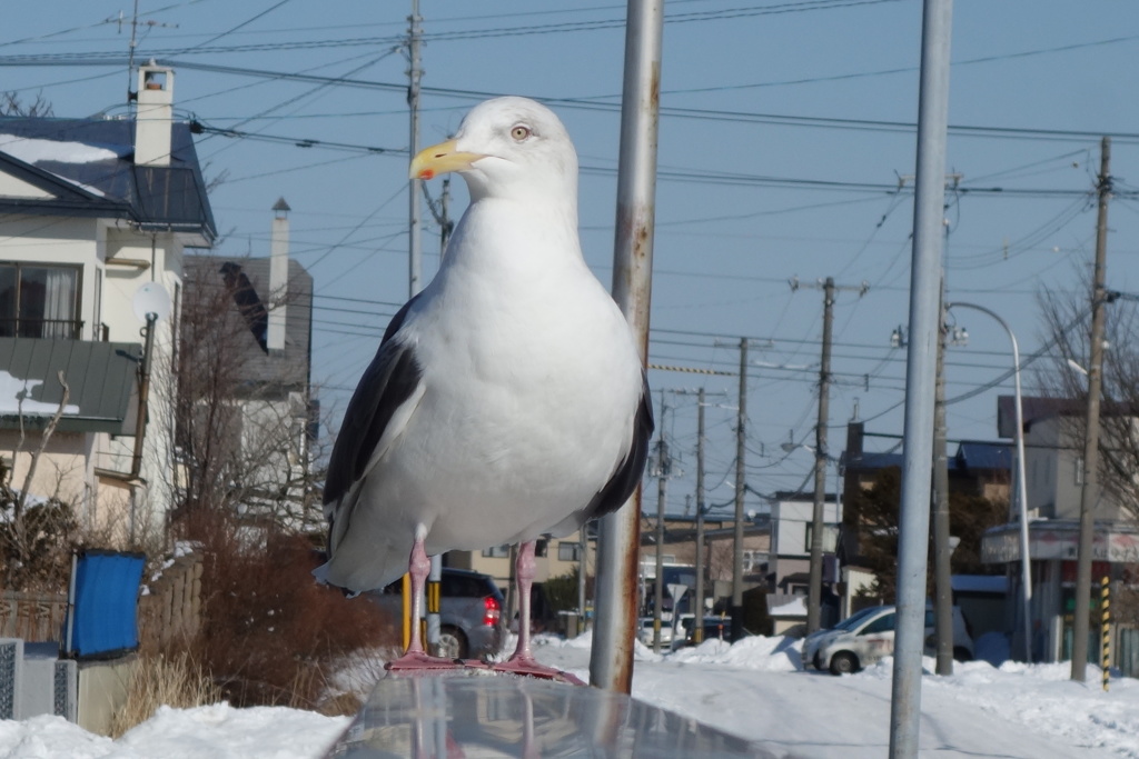 カモメ