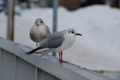 ユリカモメ