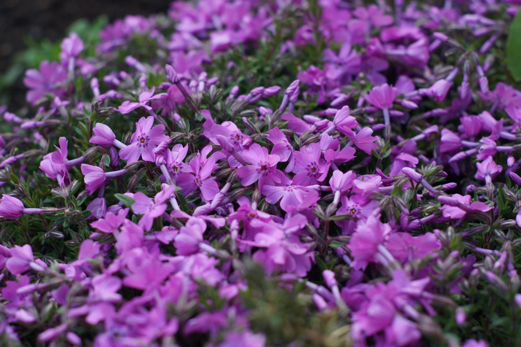 芝桜