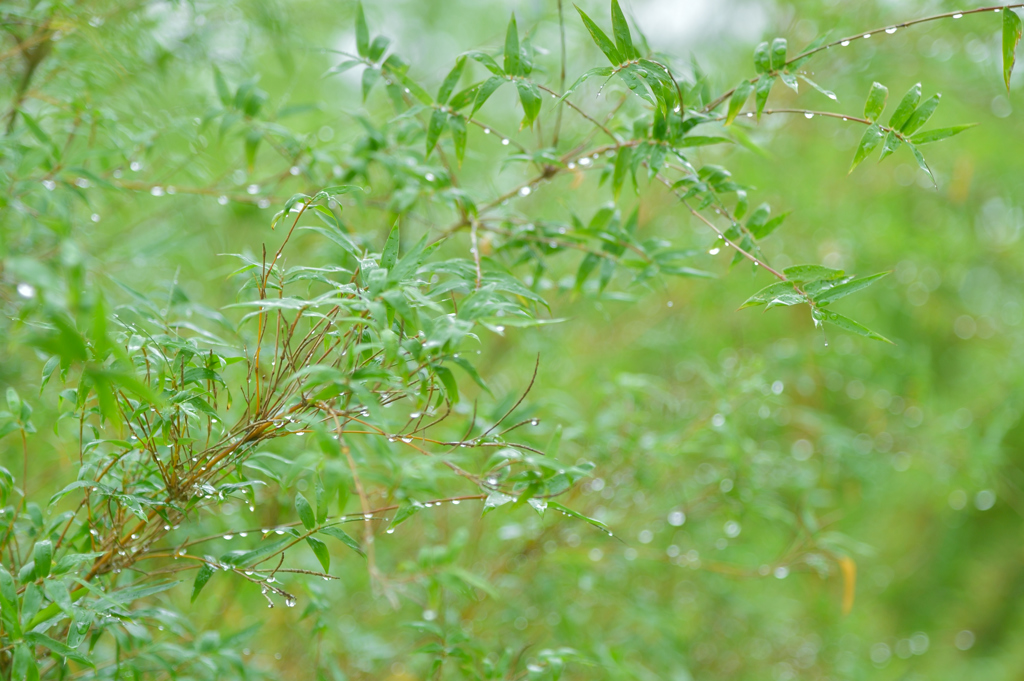 雨のガーデンパーク③