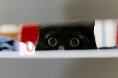 のぞき猫