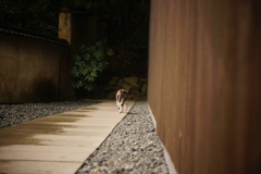 野良猫