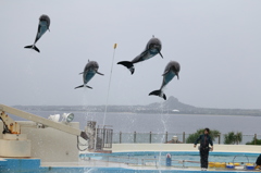 空飛ぶイルカ