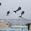 空飛ぶイルカ