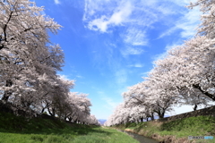 桜並木