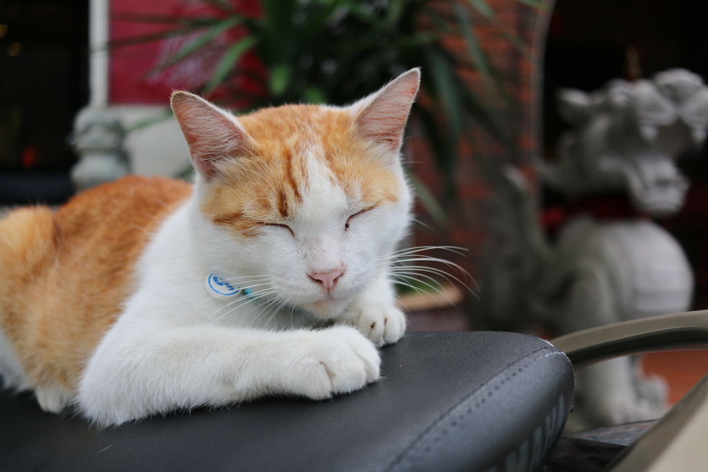 台湾のねこ