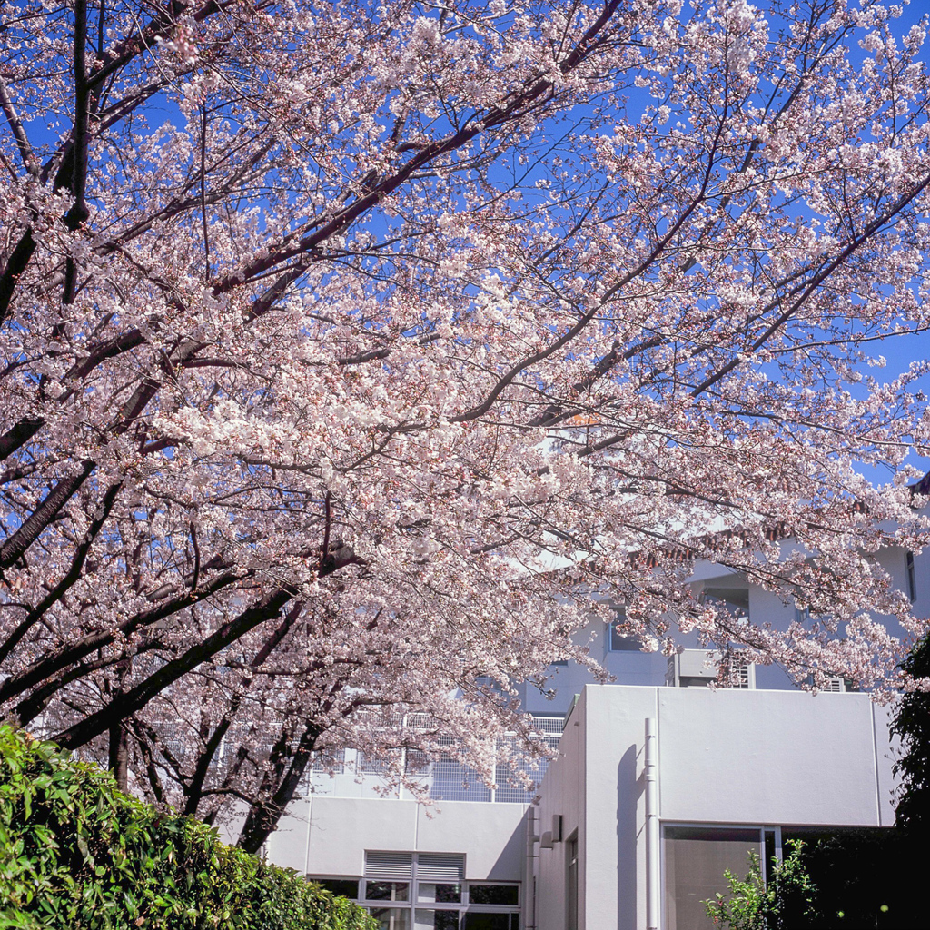 偉大なる平凡