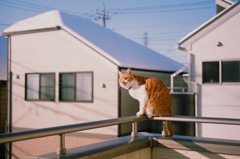 雪上がりの日