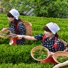 茶摘みも21世紀