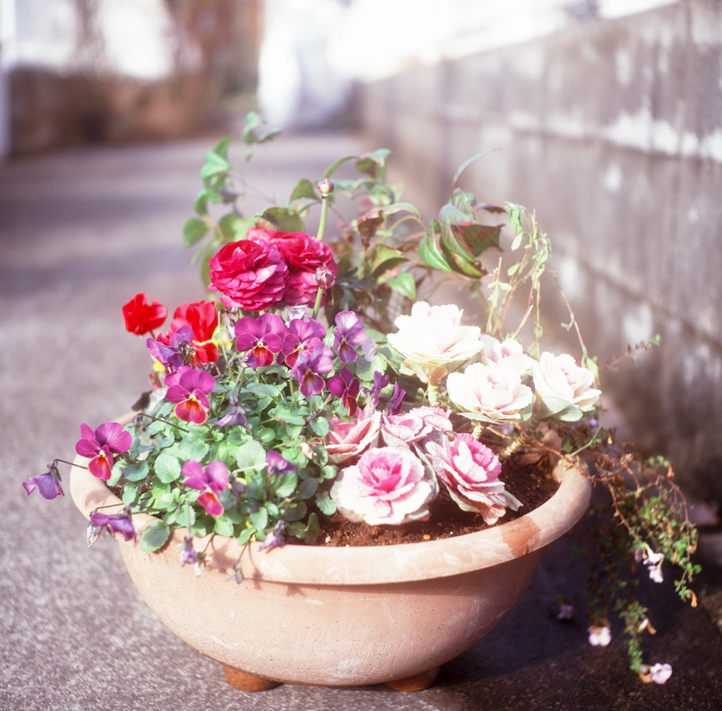 鉢植え