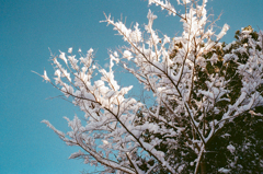 雪の花