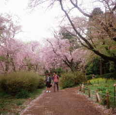 花散歩