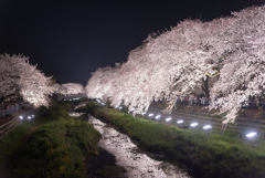 春が夜に来た