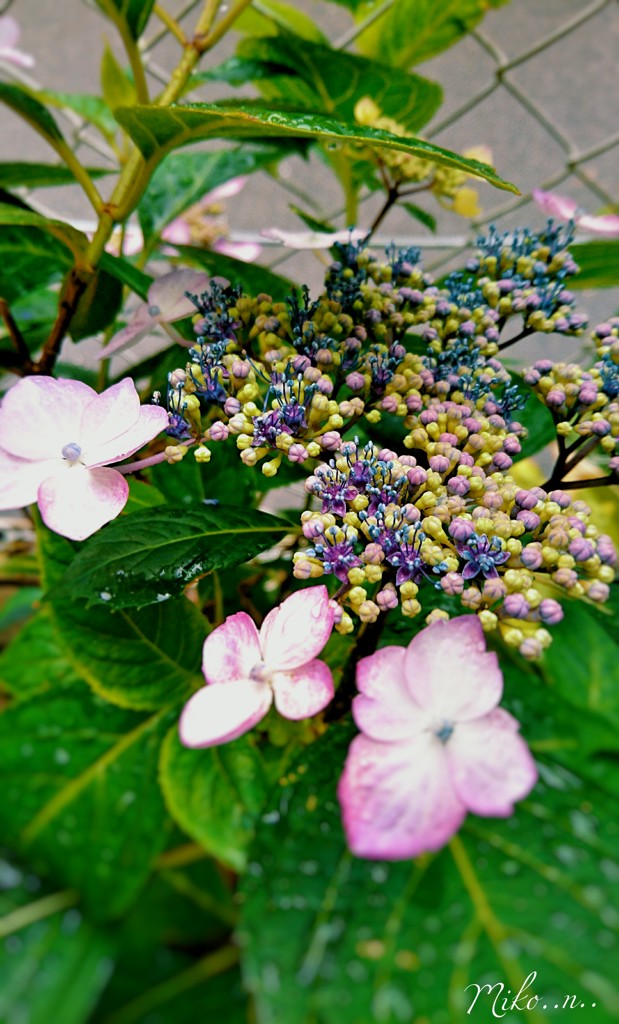 紫陽花の色が好き。