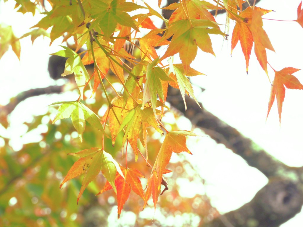 秋の彩。