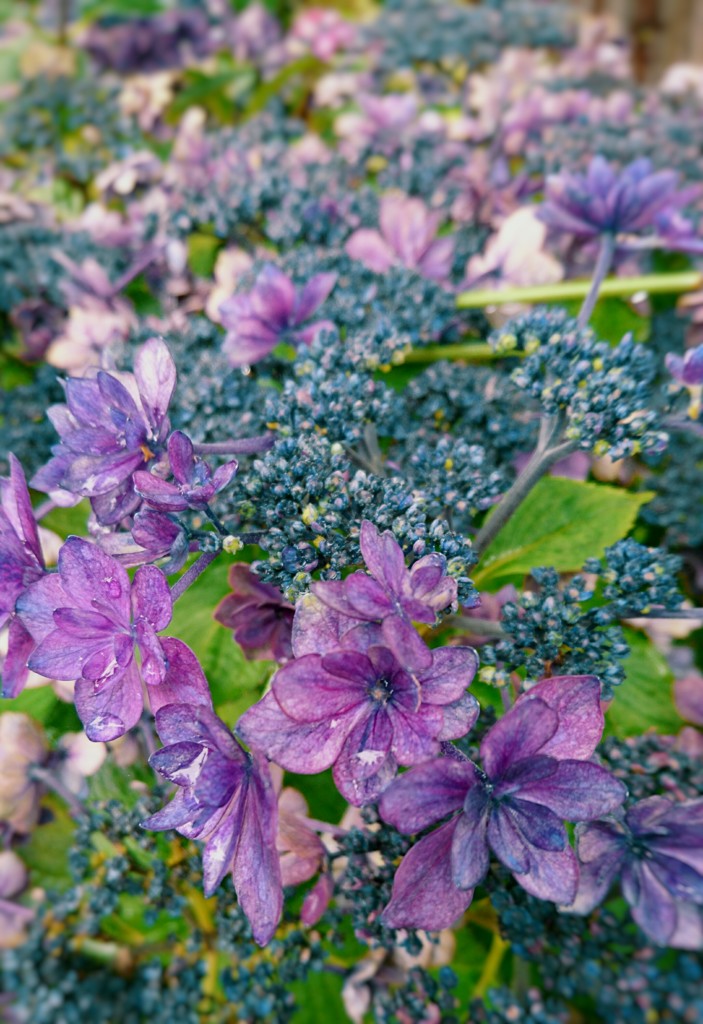 紫陽花の季節もそろそろ…。