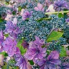 紫陽花の季節もそろそろ…。