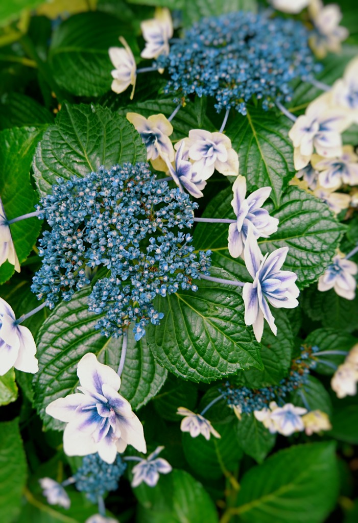 紫陽花の季節もそろそろ…２。