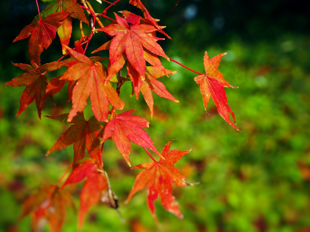 紅葉。