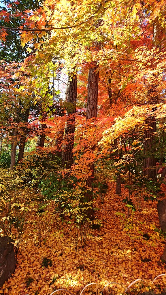 一面紅葉。