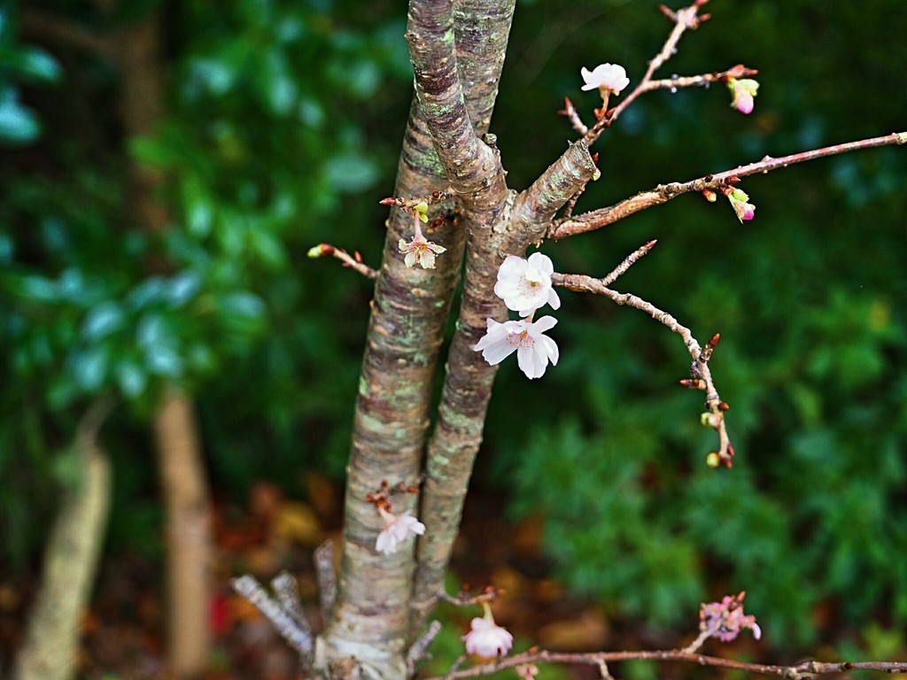 何の花？。