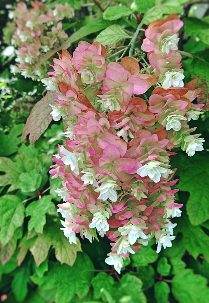 モコモコの花。