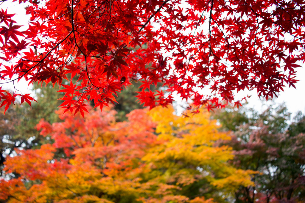 平林寺_1