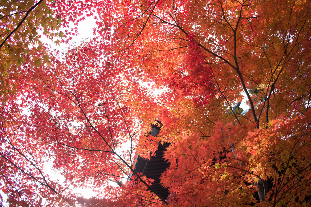 平林寺_3