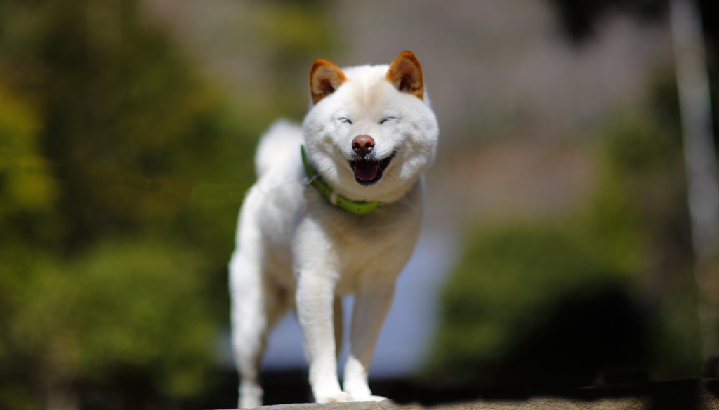 初めてなのに　高麗神社