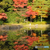 紅葉(平安神宮庭園)