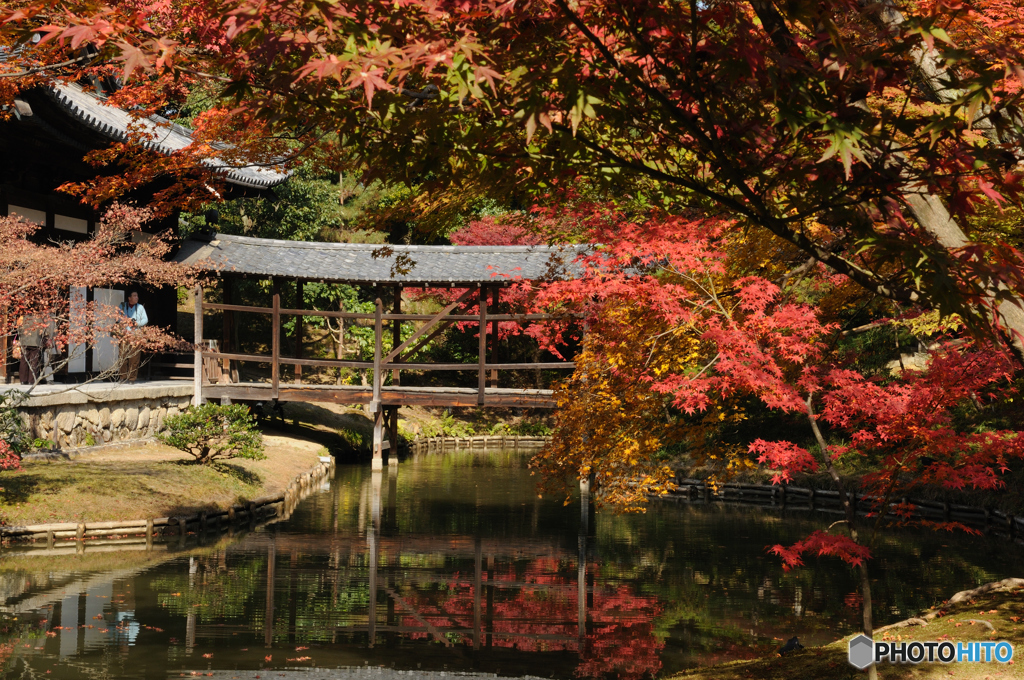 紅葉(高台寺)